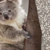 Bettwäsche mit süssem Koala auf Baumstamm