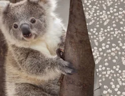 Bettwäsche mit süssem Koala auf Baumstamm