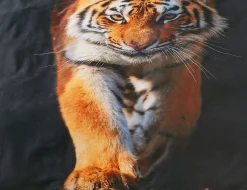 Bettwäsche schwarz mit grossem Tiger