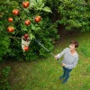Obstsammler 2in1 mit Teleskopstiel