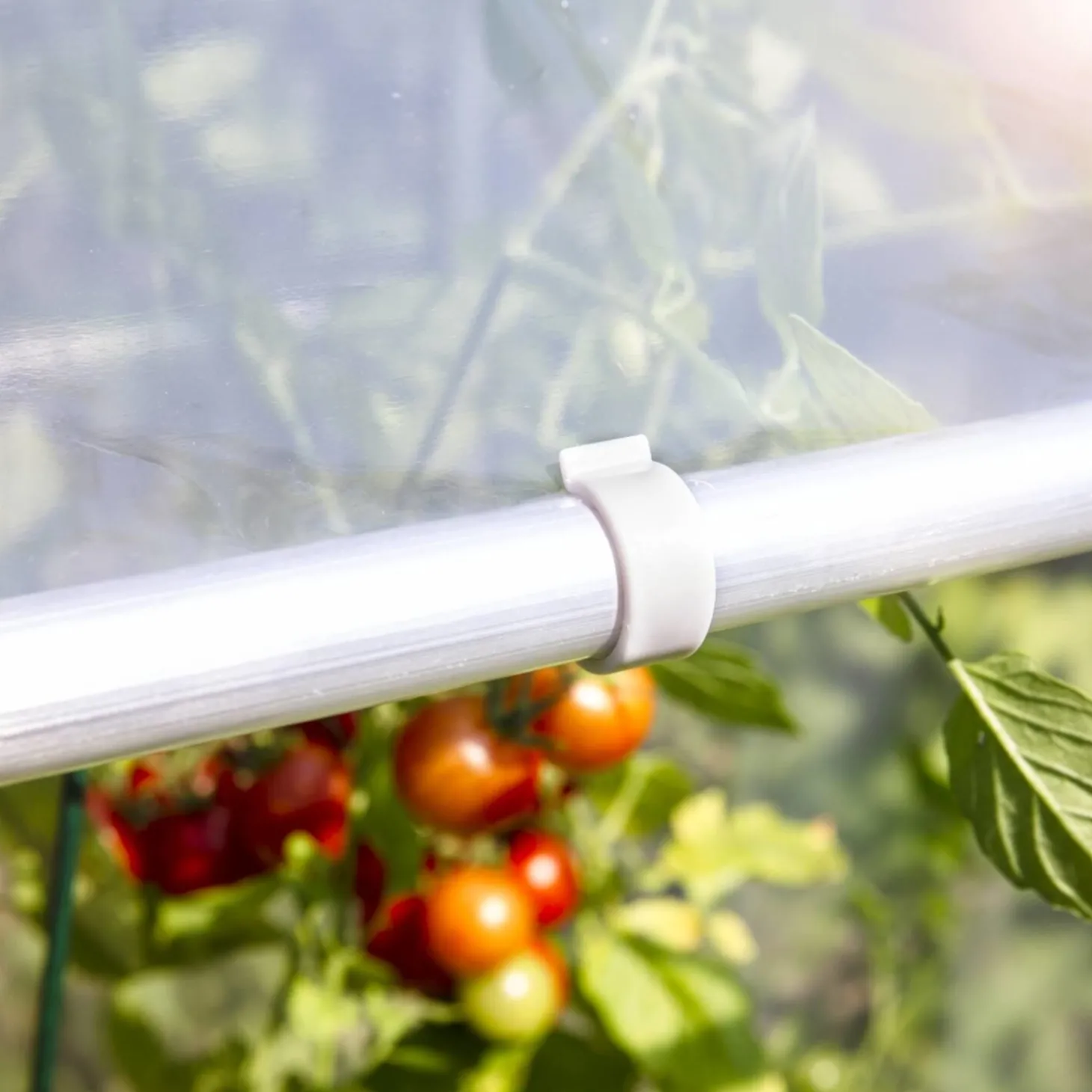 Tomaten-Gewächshaus AluStar