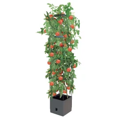 Tomatenturm für Aufzucht