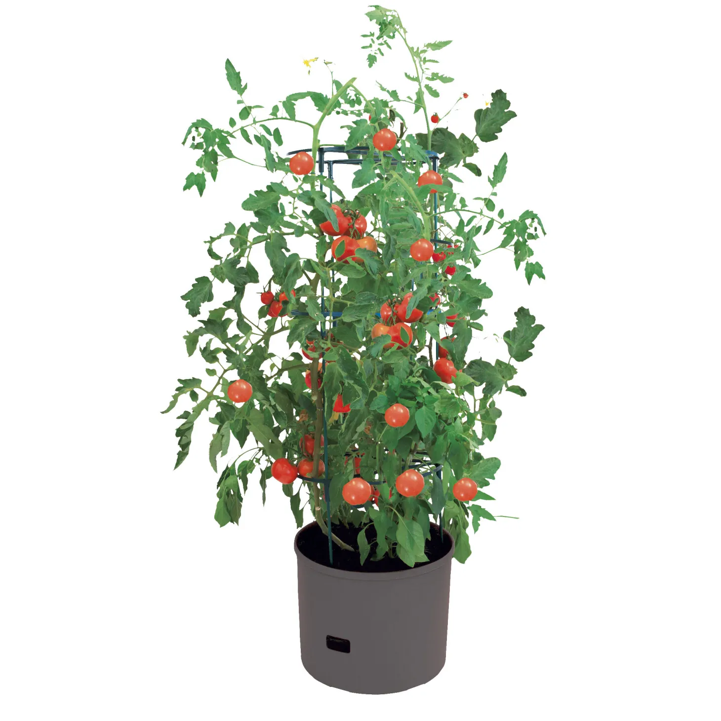 Tomatenturm Jumbo